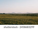 Yellow flower field at sunset minimalistic natural background 