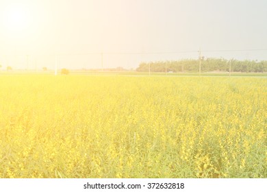 Yellow flower fields with sky
