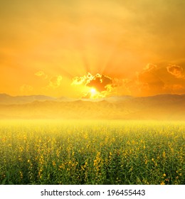 Yellow Flower Fields And Sunset 