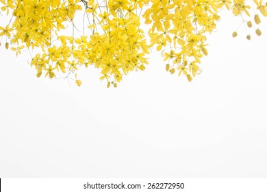 Yellow Flower Frame On White Background.