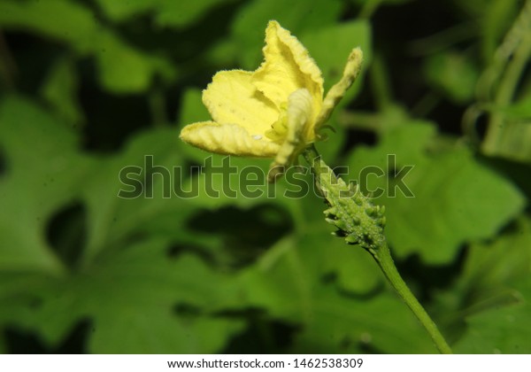 Yellow Flower Fruit Momordica Charantiaalso Called Stock Photo