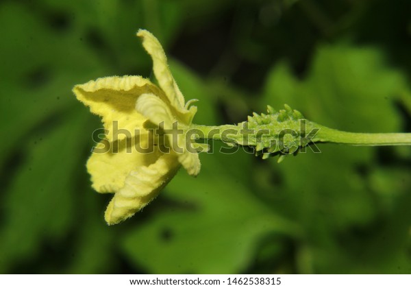 Yellow Flower Fruit Momordica Charantiaalso Called Stock Photo