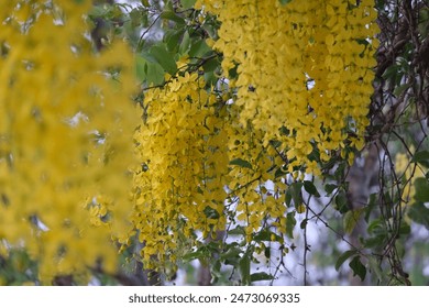 Yellow flower full bloom in February - Powered by Shutterstock