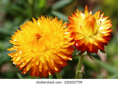 Yellow Flower In A Garden, Australia