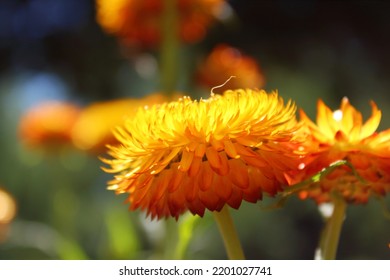 Yellow Flower In A Garden, Australia