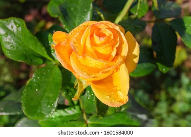 Yellow Flower Of Garden Rose Covered With Water Drops On The Blurred Background Of Rose Bush, Top View In Selective Focus
