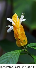 Yellow Flower Of Golden Shrimp Plant, Image For Mobile Phone Screen, Display, Wallpaper, Screensaver, Lock Screen And Home Screen Or Background  