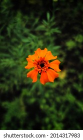 Yellow Flower With Green Back Drop