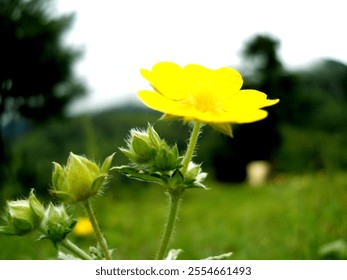 Yellow flower with green buds, blurred background view. - Powered by Shutterstock