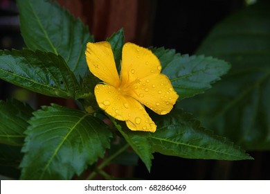 Yellow flower with green leaf
