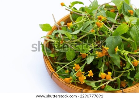 Yellow flower with green leaves of acmella oleracea or toothache plant on white background