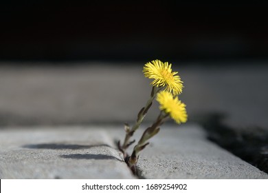 アスファルト 花 の画像 写真素材 ベクター画像 Shutterstock