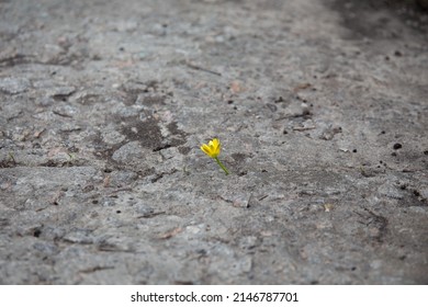 Yellow Flower Growing Through Concrete