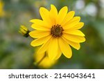 Yellow flower of Helianthus maximiliani with blurred background 