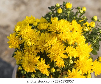 yellow flower image , flower free photo 