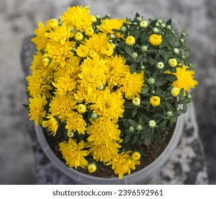 yellow flower image , flower free photo 