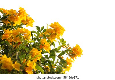 Yellow Flower Isolated