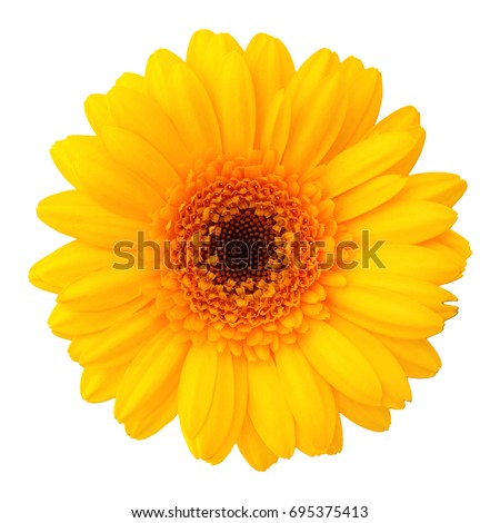 Yellow flower isolated