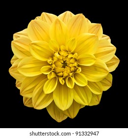 Yellow Flower Isolated On Black Background