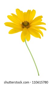 Yellow flower. Isolated on white background