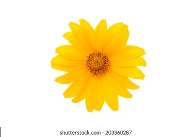 Yellow Flower Isolated On White Background