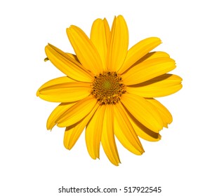 Yellow Flower Isolated On White, Calendula