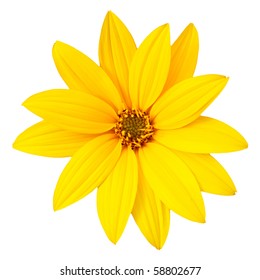 Yellow Flower Isolated On White Background