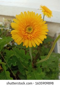 Yellow Flower Like A Sunflower Blooming In A Winter Flower Show In Thailand