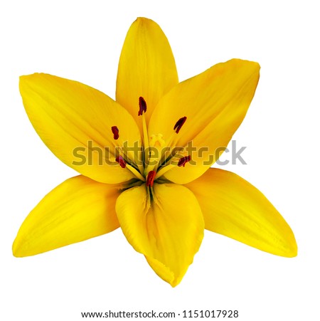 Yellow  flower  lily on a white isolated background with clipping path  no shadows. Closeup.  Nature.
