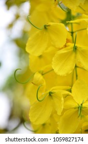 Yellow flower is a long bouquet.