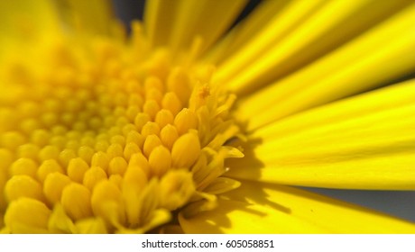 Yellow Flower Macro.