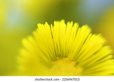 The yellow flower is made in technique of ultra-small depth of field. Macro Common coifs-foot; Foalfoot (Tussilago farfara) - Shutterstock ID 2256967013