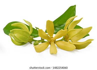 Magnolia Champaca Flower Isolated On White Stock Photo (Edit Now ...