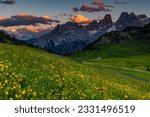 Yellow flower meadow in front of mountain panorama with Kristallo massif, Buttercup (Ranunculus), Prato Piazza, Fanes National Park, Dobbiaco, Dolomites, Italy
