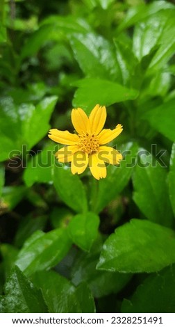 yellow flower in the middle of green grass 