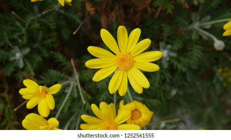 Yellow Flower Is My Favorite Things.