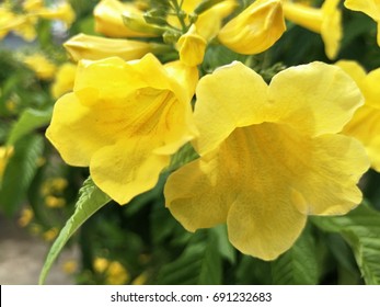 Yellow Kalanchoe Flower Million Star Stock Photo (Edit Now) 1286575426