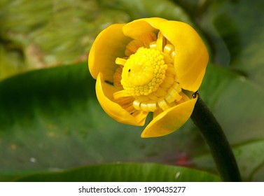 Yellow flower of nuphar lutea (water-lily, brandy-bottle, cow lily) in a pond