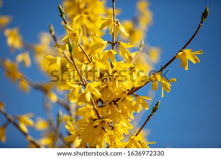 Similar – Golden Spring Colour photo