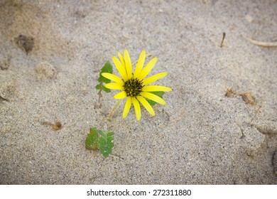 Yellow flower on the beach - Shutterstock ID 272311880