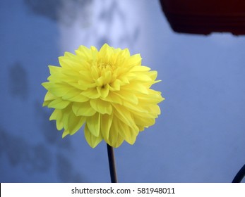yellow flower on a blue background