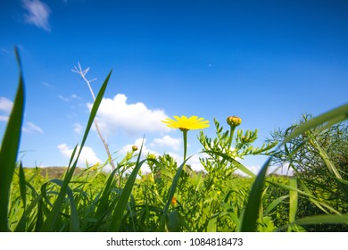 Yellow flower on blue sky background. Flower on blue sky
