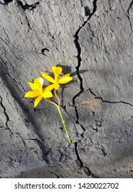 yellow flower on the crack ground