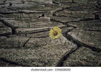 A yellow flower on dry soil