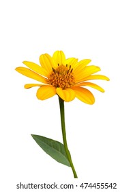 yellow flower on a stem isolated on white background
