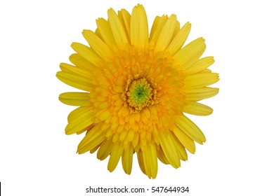 Yellow Flower On White Background