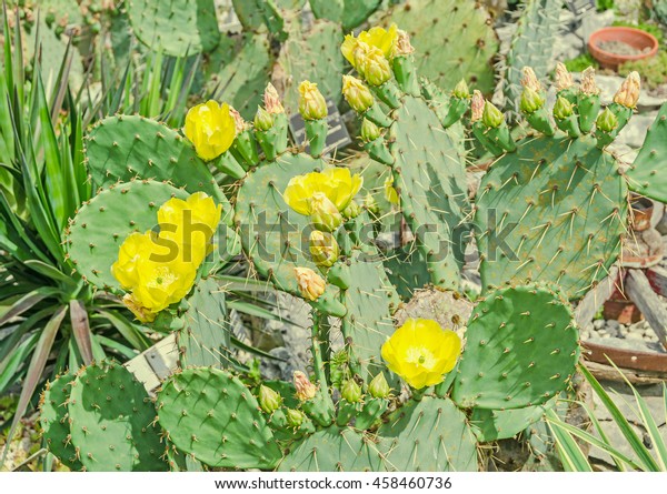 Yellow flower\
Opuntia humifusa, the devils tongue, eastern prickly pear or Indian\
fig. Cactus flowers, close\
up