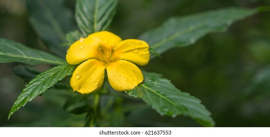 Yellow Flower (Oxalis Stricta)