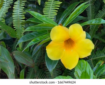 Yellow Flower In Pahoa, Hawaii