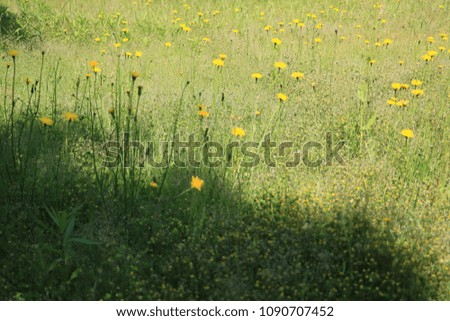 Yellow Flower Park